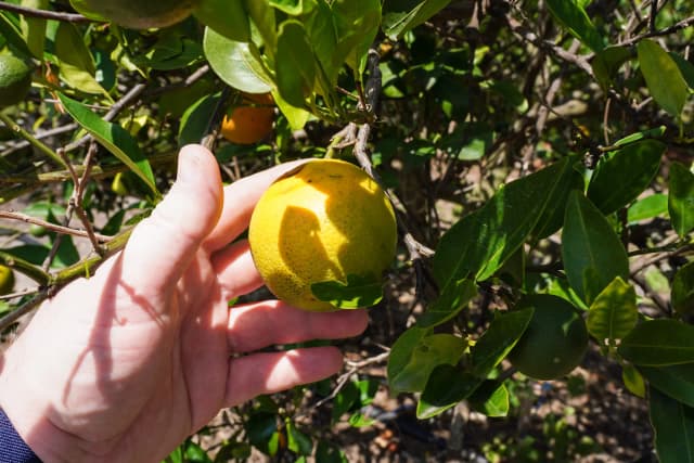 Cómo un pequeño insecto diezmó los cítricos de Florida y qué están haciendo los fruticultores al respecto