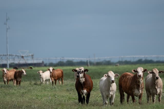 El 6 de junio de 2026, ganado pasta en un campo de La Pryor, Texas. El Departamento de Agricultura de los Estados Unidos informó el miércoles en La Pryor, condado de Zavala, del primer caso del parásito gusano barrenador del Nuevo Mundo desde su erradicación del país en 1966. (Joel Angel Juarez/Getty Images).