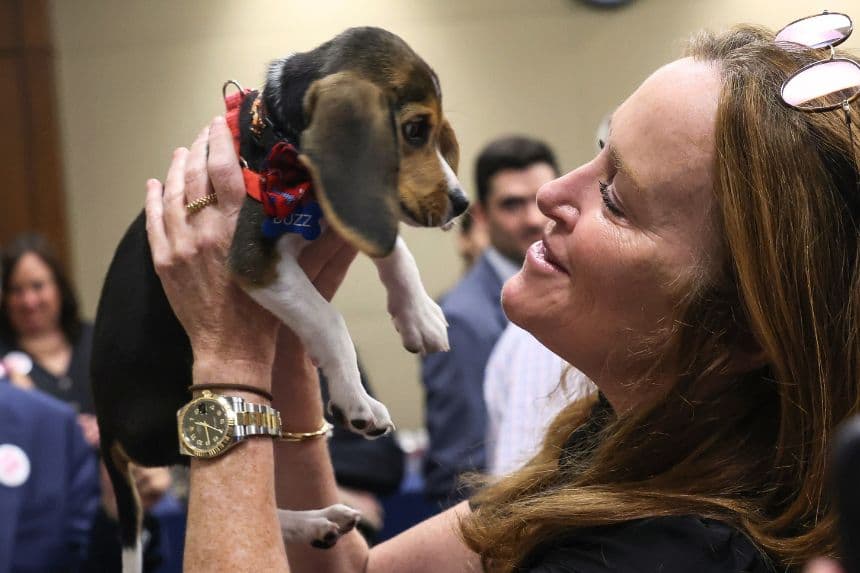 Criaban beagles para experimentos: Centro cerrará tras protestas y los perros serán adoptados