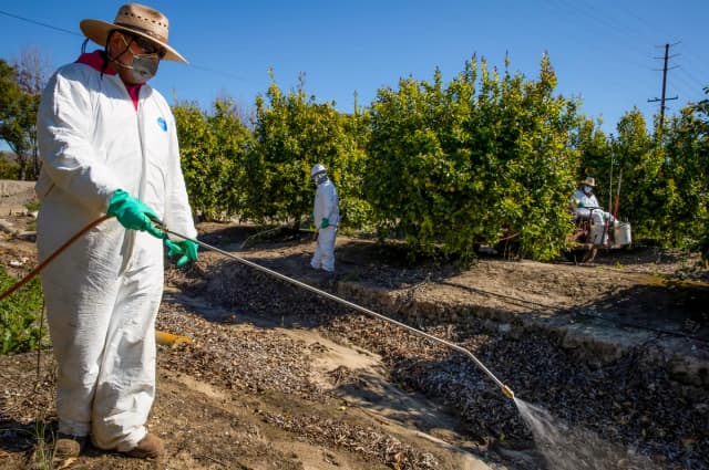 Trabajadores agrícolas fumigan contra insectos y malezas dentro de los huertos de una granja frutícola en Mesa, California, el 27 de marzo de 2020. (Brent Stirton/Getty Images)