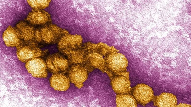 CDC emiten advertencia sobre el virus del Nilo Occidental en EE. UU. antes del feriado del 4 de julio
