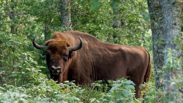 Bisonte enfurecido arroja a un turista a 3 metros de altura en Yellowstone