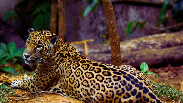 Cachorro de jaguar hiere a un niño de 3 años durante una visita familiar a un rancho turístico