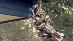Cucaburra regresa de entre los muertos, podría ser el animal más afortunado de Australia