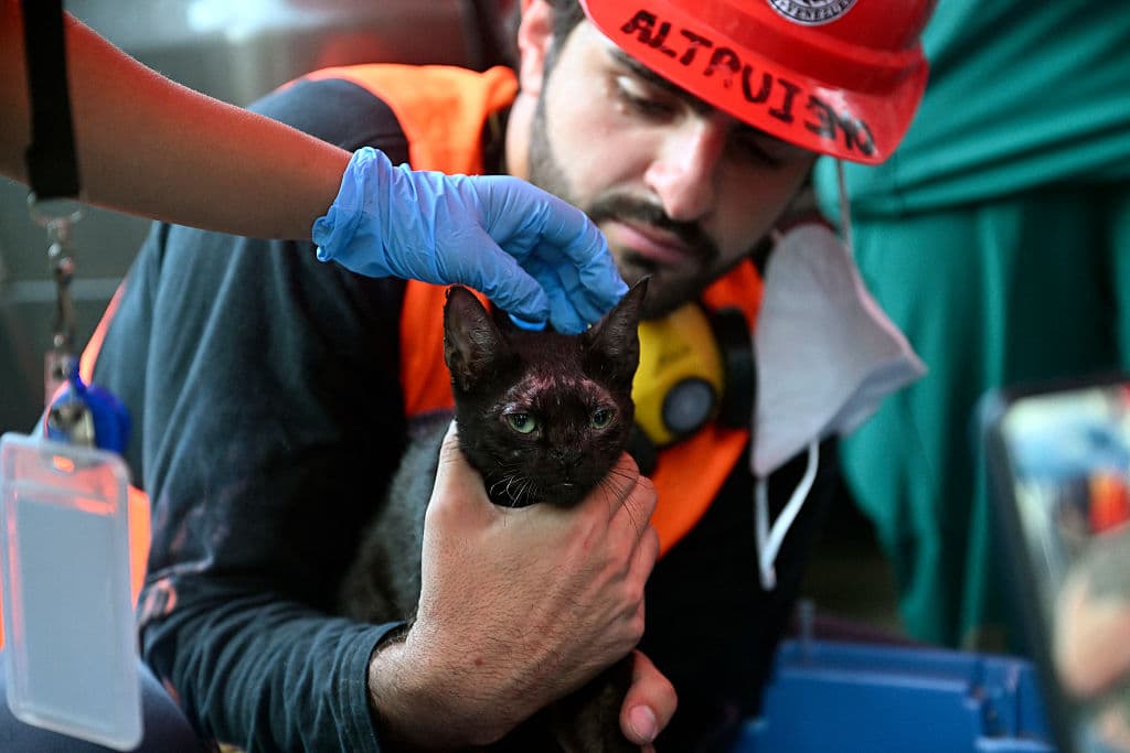 <em>Un rescatista voluntario sostiene a un gato luego de sacarlo de debajo de los escombros de un edificio dañado por los terremotos del 24 de junio, en Caraballeda, estado de La Guaira; Venezuela, el 18 de julio de 2026. (Juan BARRETO/AFP vía Getty Images)</em>