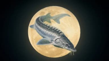Prepare los binoculares: La luna del "Esturión" traerá un eclipse total en agosto.