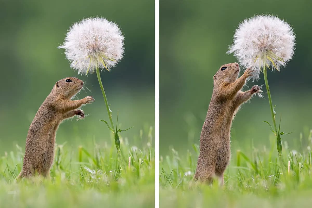 Van Duijn esperó pacientemente para capturar fotos de las ardillas interactuando con las flores. (Cortesía de Dick van Duijn)