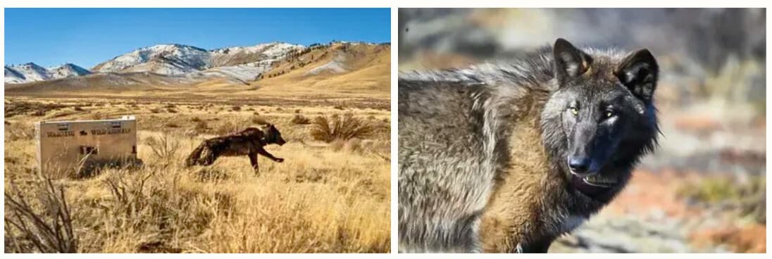 (Izquierda) Un lobo de la manada Beyem Seyo, al que se le acaba de colocar un collar, es liberado tras haber sido capturado en enero de 2025. (Derecha) BEY01F, una loba nacida en una camada de 2023 de la manada Beyem Seyo, tras ser liberada con un nuevo collar cerca del lugar donde fue capturada, en enero de 2025. La manada Beyem Seyo fue la que más incidentes provocó entre las manadas de lobos de California en 2025, al estar involucrada en 90 ataques a ganado. (Malia Brytus/California Wolf Project, Axel Hunnicutt/Departamento de Pesca y Vida Silvestre de California).