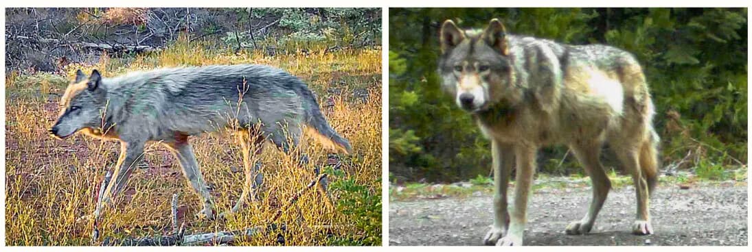 (Izquierda) Un lobo gris, en esta foto de archivo. (Derecha) OR-7, que se cree que es el primer lobo confirmado en el oeste de Oregón desde 1947, en el condado de Jackson, Oregón, en mayo de 2014. (Cortesía de Seth Watts/Black Bear Pursuits).