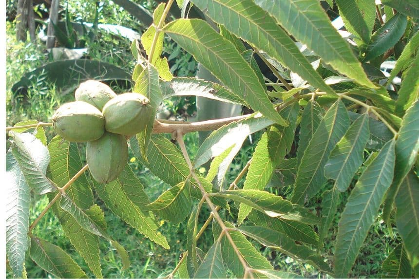 Un pecán o Carya illinoinensis, una especie de planta juglandácea del género Carya, con su fruto, pacana, pecana, nuez de pecán, nuez de la isla o nuez encarcelada. (Ana Beatriz Vega González, CC BY-SA 4.0 vía Wikimedia Commons)