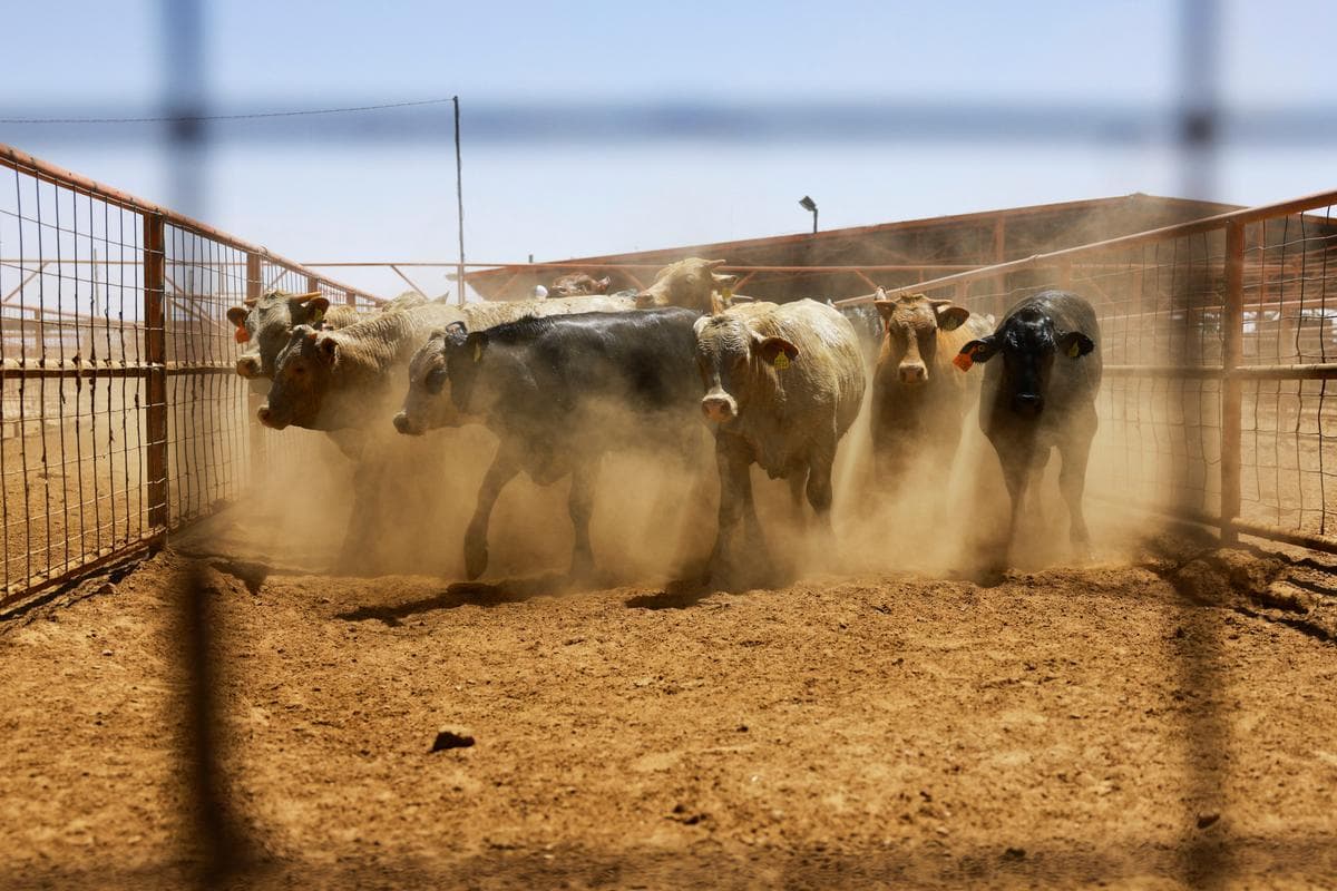 El ganado se mantiene en un corral antes de ser exportado a Estados Unidos a través del cruce fronterizo de Jerónimo-Santa Teresa, después de que la secretaria de Agricultura, Brooke Rollins, anunciara un acuerdo con México sobre el manejo del gusano barrenador del Nuevo Mundo en las instalaciones de la Unión Regional Ganadera de Chihuahua, en las afueras de Ciudad Juárez, México, el 29 de abril de 2025. (José Luis González/Reuters)