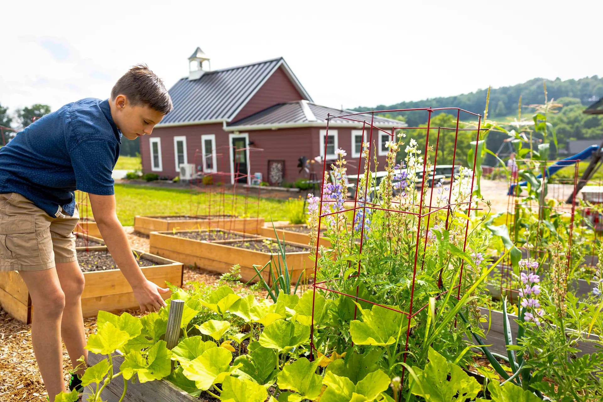 <em>(Arriba) Estudiantes asisten a la escuela Juneberry Hill en Dundee, Ohio, el 21 de julio de 2026. (Abajo) Un estudiante trabaja en el jardín de la escuela Juneberry Hill en Dundee, Ohio, el 21 de julio de 2026. El fundador, Marlin Miller, dijo que Juneberry Hill es un modelo híbrido en el que los padres continúan con la educación en casa mientras que la cooperativa proporciona "estructura, opciones de currículo compartidas y un lugar donde niños de diferentes edades aprenden juntos". (Jonathan D. Williams para The Epoch Times).</em>