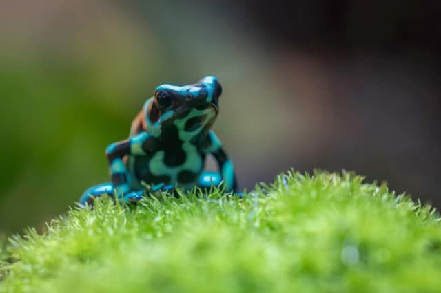 Me han dicho que si intentas meter una rana en una olla de agua hirviendo, saltará siempre. (Micha Loibl/Shutterstock).