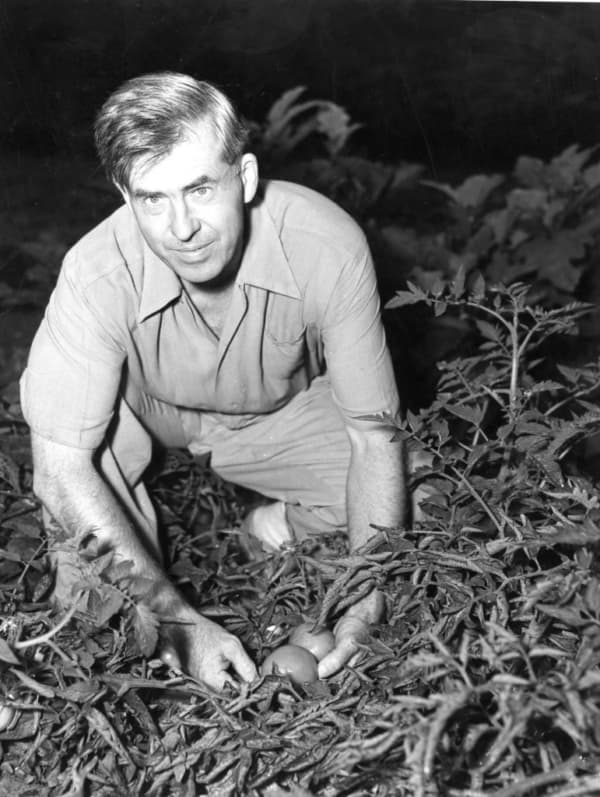 <em>Alrededor de 1930: Henry Agard Wallace (1888-1965), vicepresidente de Estados Unidos durante la presidencia de Franklin D. Roosevelt, recolecta tomates. Era hijo del exsecretario de Agricultura Henry Cantwell Wallace, cargo que él mismo ocupó entre 1933 y 1940. También fue candidato presidencial del Partido Progresista en las elecciones de 1948. (MPI/Getty Images)</em>