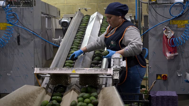 <em>Un trabajador selecciona aguacates en una planta empacadora de Uruapan, Michoacán, México, el 5 de febrero de 2025. (ALFREDO ESTRELLA/AFP vía Getty Images)</em>