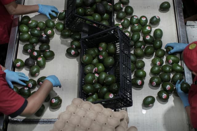 Empleados trabajan en un almacén de embalaje de aguacate en Tacámbaro de Codallos, Michoacán, México, el 6 de agosto de 2026. (Ivan Arias/Reuters)