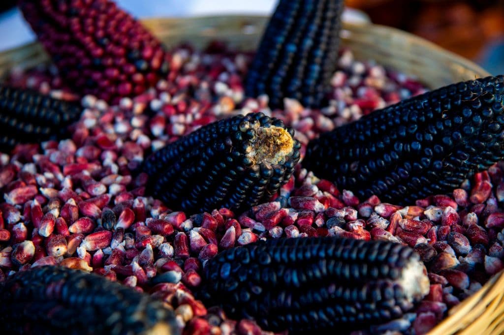 <em>Vista de mazorcas de maíz en una cocina de Milpa Alta, Ciudad de México, el 16 de febrero de 2021. (Claudio Cruz/AFP vía Getty Images)</em>