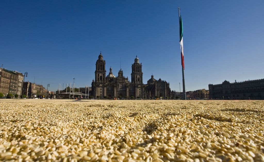 <em>Treinta y cinco toneladas de maíz colocadas por activistas en la Plaza del Zócalo de la Ciudad de México como protesta contra la siembra de maíz transgénico, forman un mapa de México el 26 de febrero de 2009. (Ronaldo SCHEMIDT/ AFP vía Getty Images)</em>