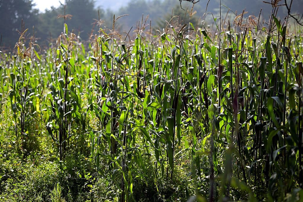 <em>Vista de un campo de maíz en tierras comunales de San Miguel Xicalco, Ciudad de México, el 4 de octubre de 2022. (Alfredo Estrella/AFP vía Getty Images)</em>