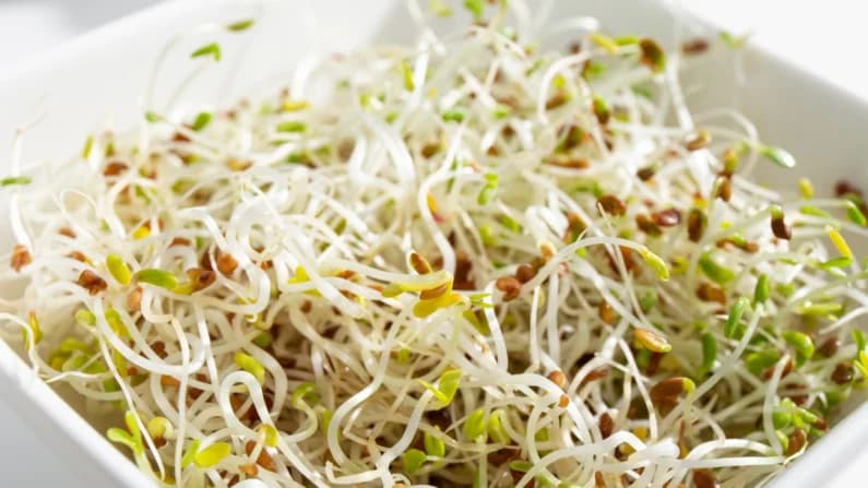Brotes de alfalfa se relacionan con infecciones bacterianas en 15 estados de EE. UU.