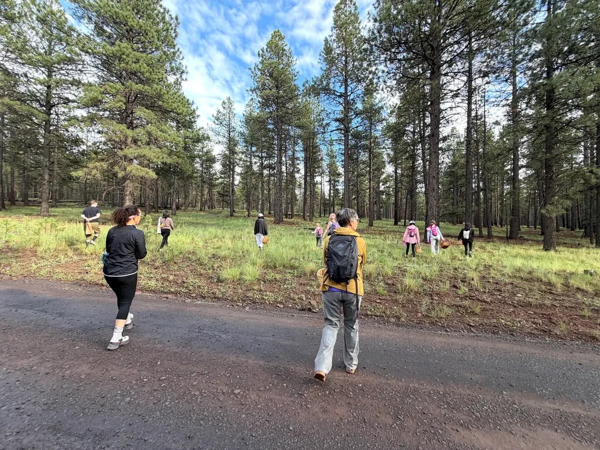 <em>Un grupo de aficionados a la recolección de setas se dispersa por el bosque cerca de Flagstaff, Arizona, el 14 de agosto de 2026. (Allan Stein/The Epoch Times).</em>