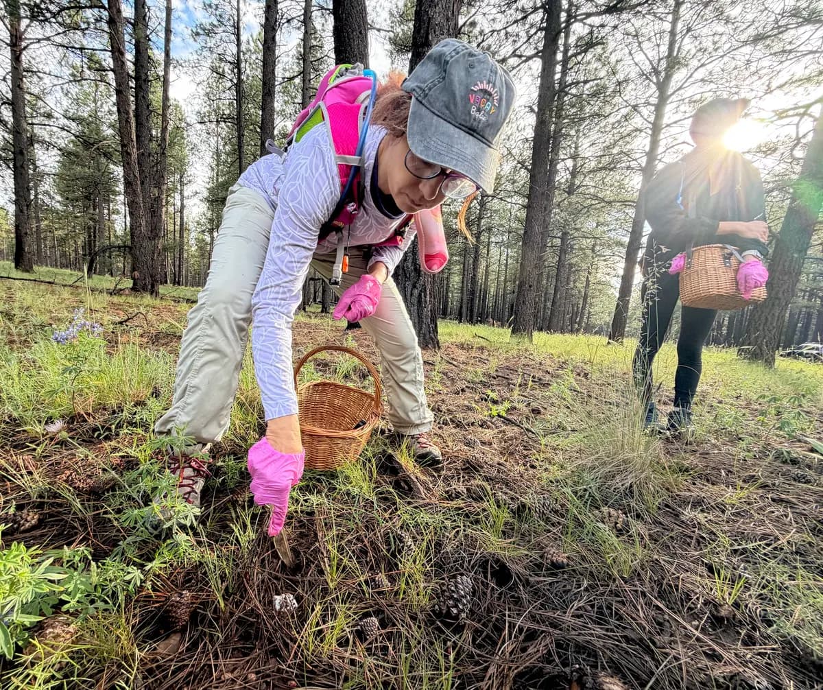 <em>Una aficionada a la recolección de setas excava en la tierra para recuperar una seta potencialmente comestible durante una excursión por el bosque cerca de Flagstaff, Arizona, el 14 de agosto de 2026. El evento fue patrocinado por la Sociedad Micológica de Arizona. (Allan Stein/The Epoch Times).</em>