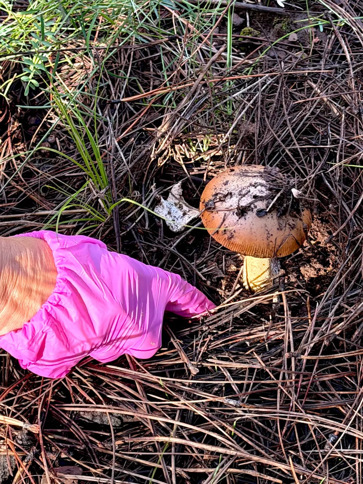 <em>Un recolector de setas aficionado recoge una seta potencialmente comestible durante una excursión por el bosque cerca de Flagstaff, Arizona, el 14 de agosto de 2026. (Allan Stein/The Epoch Times).</em>