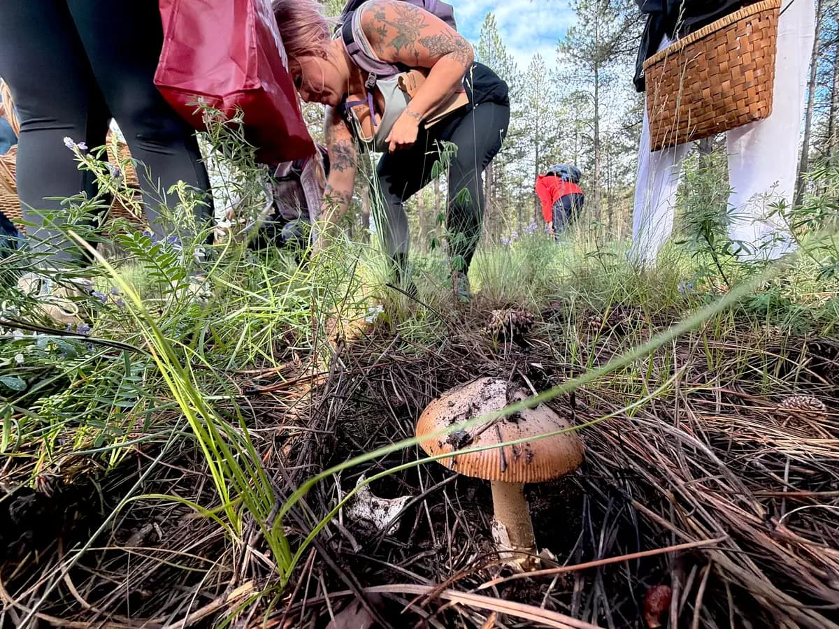 <em>Un hongo no identificado crece a los pies de unos recolectores de setas cerca de Flagstaff, Arizona, el 14 de agosto de 2026. (Allan Stein/The Epoch Times).</em>