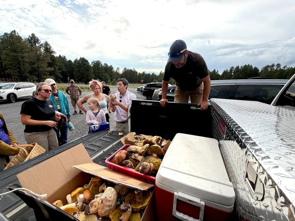 <em>DJ Montoya de Flagstaff, Arizona (derecha) revisa las cajas llenas de setas silvestres comestibles que recolectó el 14 de agosto de 2026. (Allan Stein/The Epoch Times).</em>