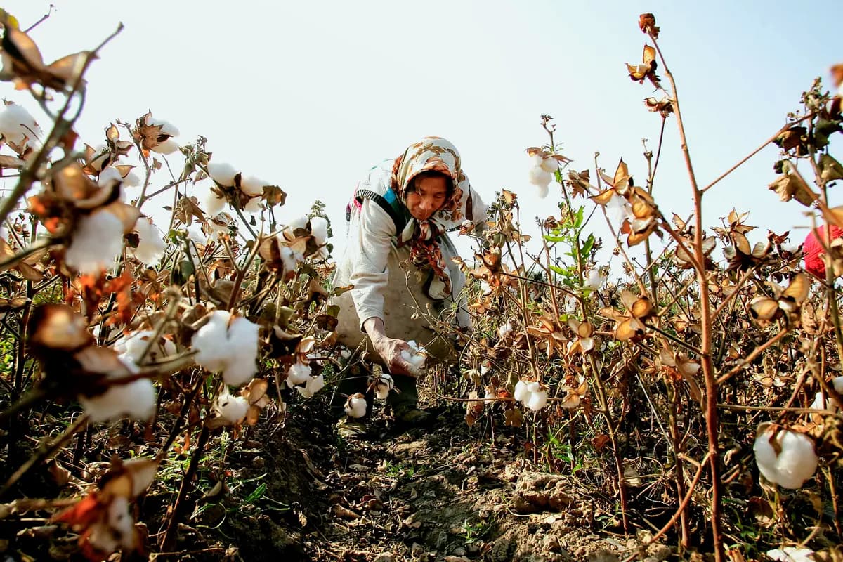 Un trabajador migrante recolecta algodón en los campos de la ciudad de Shihezi, en Xinjiang, China, el 15 de octubre de 2005. (Guang Niu/Getty Images)