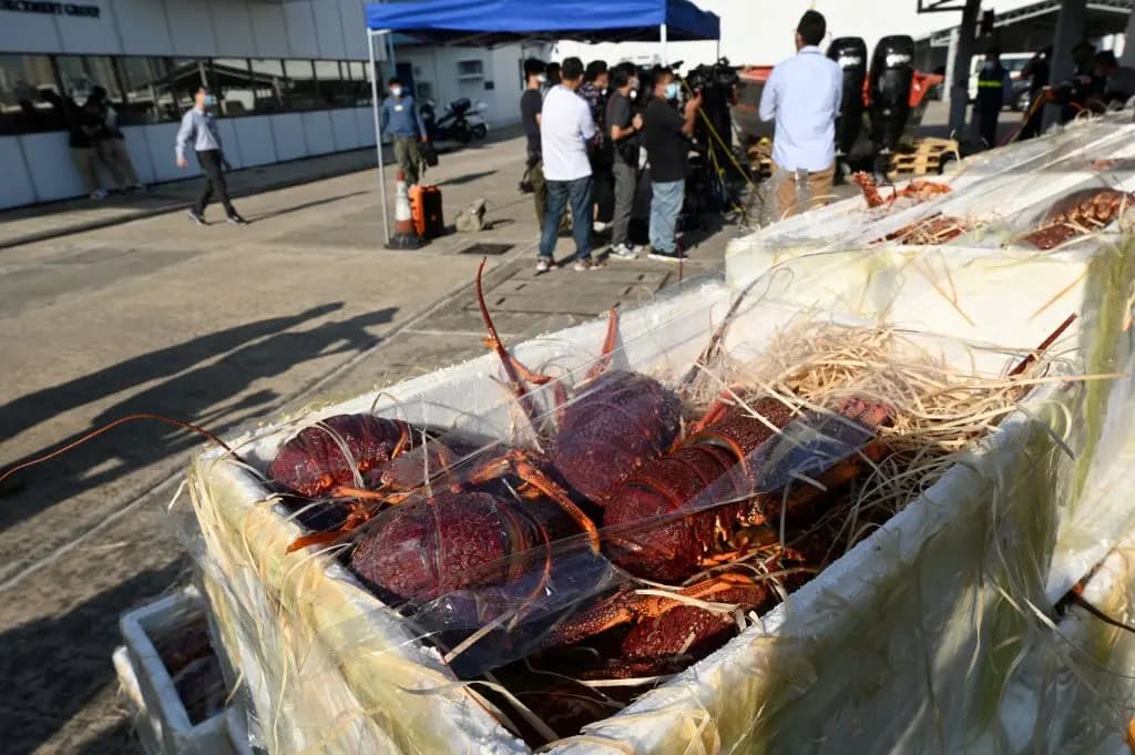 Cajas de langostas incautadas por las autoridades aduaneras se exhiben durante una conferencia de prensa en Hong Kong el 16 de noviembre de 2021. Los mariscos se introducían de contrabando en China a través de Hong Kong después de que Beijing impusiera sanciones a las exportaciones australianas. (Peter Parks/AFP vía Getty Images).