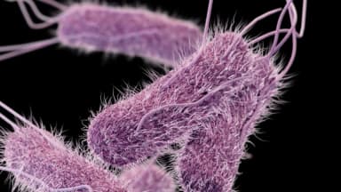 La FDA investiga un brote de Salmonella Newport con 84 casos y sin fuente identificada