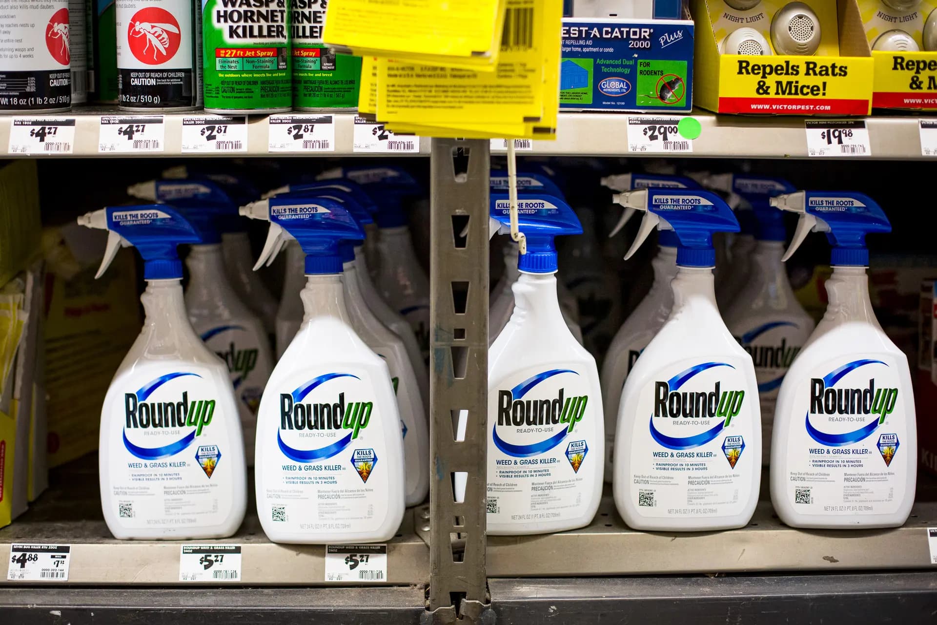 El herbicida Roundup, uno de los productos agrícolas de Monsanto que contiene glifosato. (Samira Bouaou/The Epoch Times)