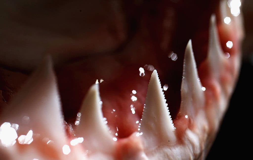 Los dientes y la mandíbula de un tiburón blanco, el 25 de julio de 2007 en Sídney, Australia. (Ian Waldie/Getty Images)