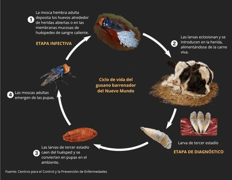 (Ilustraciones de Oriana Zhang/The Epoch Times)