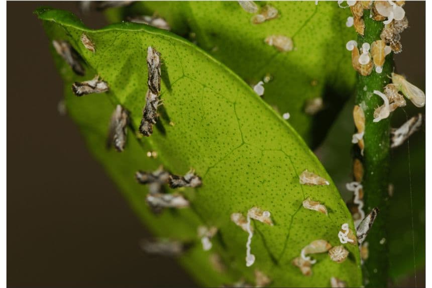Primer plano de una infestación de psílidos asiáticos de los cítricos, tanto adultos como ninfas, en una planta de cítricos. Las estimaciones indican que las especies invasoras, como el psílido asiático de los cítricos, han supuesto un costo para Estados Unidos de más de un billón de dólares solo en los últimos 60 años. (Foto del USDA tomada por David Bartels).
