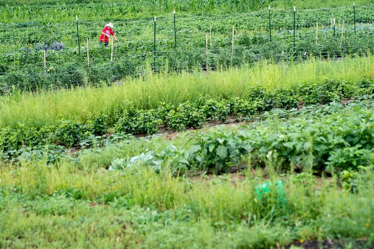 Una persona trabaja en una granja de Equitable Land Access en Iowa el 14 de agosto de 2023. (Stefani Reynolds/AFP vía Getty Images)
