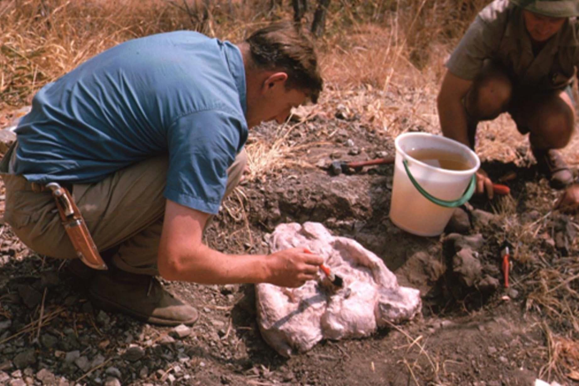 El paleontólogo británico Barry Cox limpia el polvo de un fósil durante una excavación en Tanzania en 1963. (Universidad de Bristol).