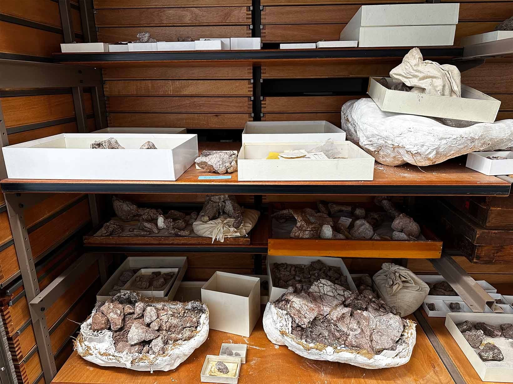 Fotos de los fósiles en cubiertas de yeso en el Museo de Historia Natural de Londres. (Universidad de Bristol/Hady George).