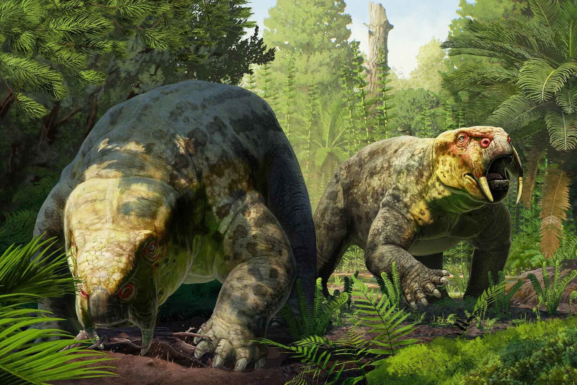 Dinodontosaurus isiyavamanda, un pariente de los mamíferos de 240 millones de años de antigüedad. (Universidad de Bristol).