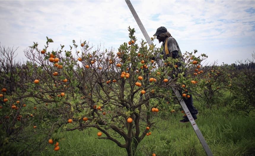 Un agricultor cosecha mandarinas en Fort Pierce, Florida, el 13 de mayo de 2026. El sector citrícola sigue intentando encontrar una cura para el "enverdecimiento de los cítricos", causado por el psílido asiático de los cítricos. Este diminuto insecto chupador de savia transmite una bacteria de un árbol a otro, lo que provoca la pudrición de las raíces y la caída prematura de los frutos de las ramas muertas. (Joe Raedle/Getty Images).