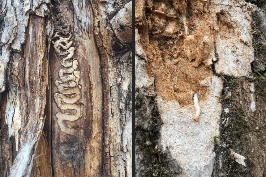 (Izquierda) Se aprecia la destrucción causada por el barrenador esmeralda del fresno en un árbol de Hunting Hill, Maryland, el 5 de marzo de 2016. Tras detectarse por primera vez en fresnos de Detroit en 2002, el barrenador esmeralda del fresno se encuentra ahora en cientos de condados de al menos 38 estados de EE. UU. (Derecha) La corteza retirada de una zona de alimentación de pájaros carpinteros en un fresno revela una larva del barrenador esmeralda del fresno parcialmente extraída de su galería en el árbol, en esta fotografía de archivo tomada el 14 de noviembre de 2019. (Judy Gallagher/Flickr, Greg Aydelotte/USDA).