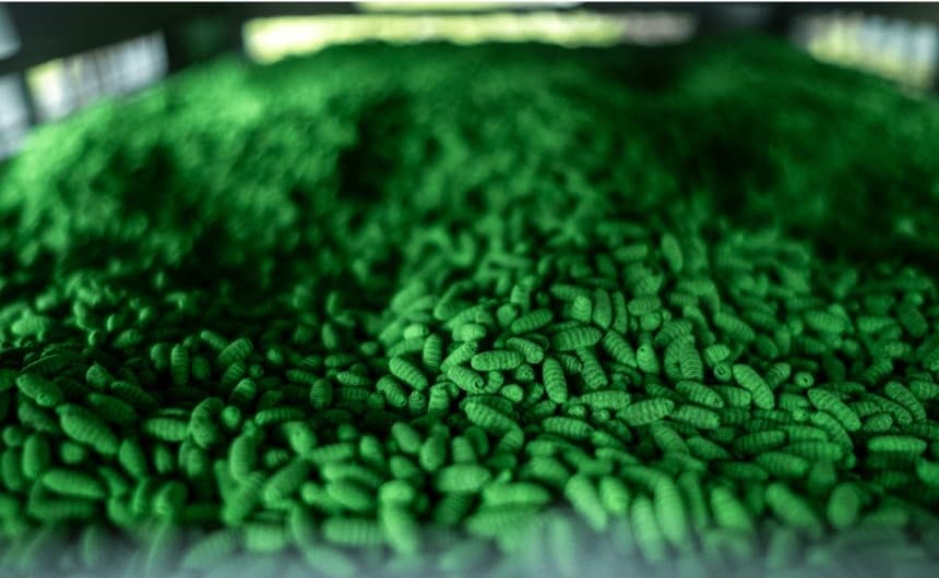 El 11 de junio de 2026 se instaló en el rancho Chaparrosa, en La Pryor (Texas), una caja con 80,000 pupas estériles de la mosca del tornillo del Nuevo Mundo. Según el Departamento de Agricultura de EE. UU., la liberación de moscas estériles en las zonas afectadas inhibirá la capacidad reproductiva de estas moscas. Las pupas estériles están teñidas de verde para distinguirlas de las moscas no estériles. (Joel Angel Juárez/Getty Images)