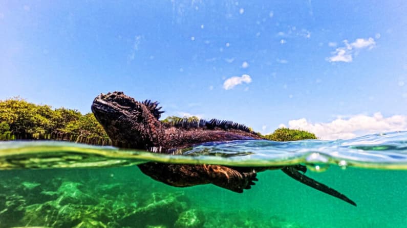 Veinticuatro iguanas vuelven a Galápagos tras ser decomisadas en aeropuerto ecuatoriano