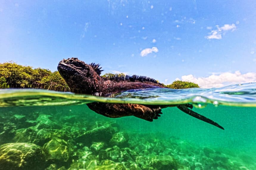 Se observa una iguana marina (Amblyrhynchus cristatus) en la Bahía de Tortuga, en la isla de Santa Cruz, parte del archipiélago de las Galápagos en Ecuador, el 6 de marzo de 2024. (ERNESTO BENAVIDES/AFP vía Getty Images)