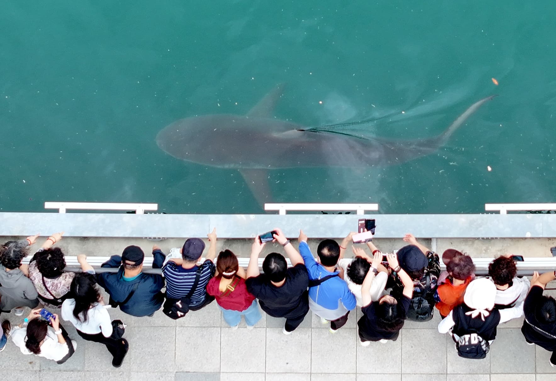 La gente se reúne para observar a un tiburón atrapado en el Parque del Malecón del Puerto Norte en Busan, Corea del Sur, el martes 29 de septiembre de 2026 (Son Hyung-joo/Yonhap vía AP)