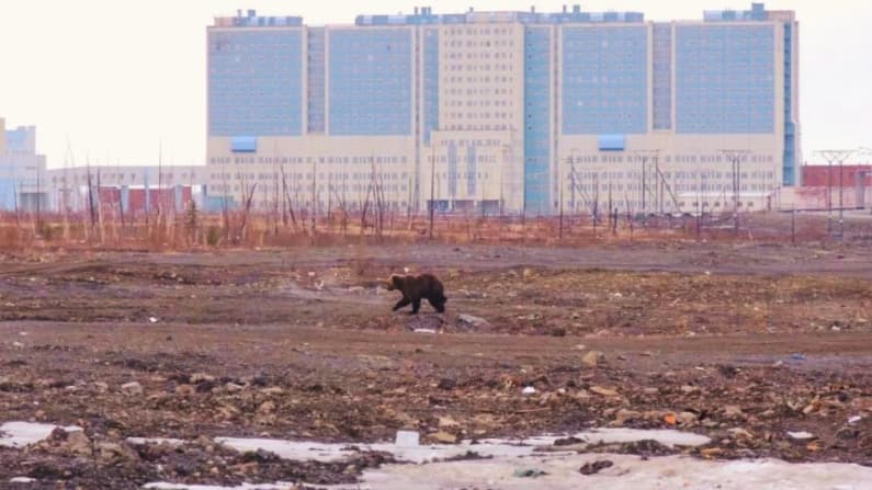Dos personas mueren y otras dos desaparecen por ataques de osos en Siberia