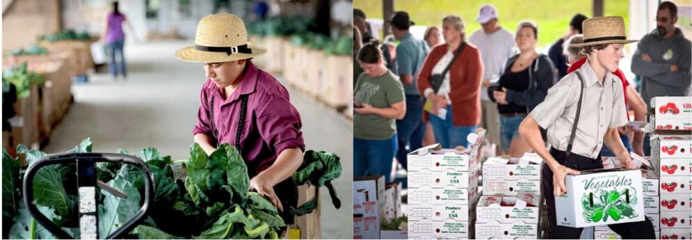 (Arriba) Un hombre amish entrega flores en una carreta tirada por caballos en la subasta de productos agrícolas de Mohawk Valley en Fort Plain, Nueva York, el 18 de septiembre de 2026. (Abajo a la izquierda) Un joven amish levanta una caja de productos agrícolas. (Abajo a la derecha) Un adolescente amish mueve una carga de verduras con una transpaleta. (Allan Stein/The Epoch Times).