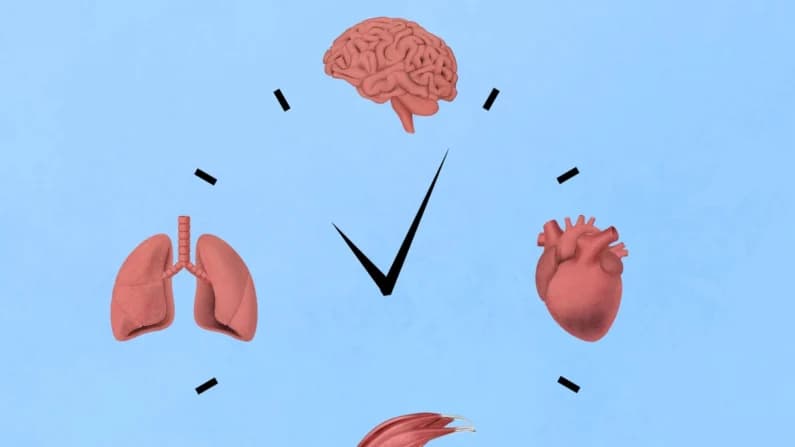 Décadas antes de enfermar, la edad de los órganos puede revelar amenazas para la salud