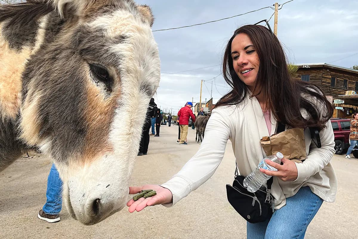 Un visitante alimenta con heno a un burro salvaje en el centro de Oatman, Arizona, el 24 de enero de 2026. (Allan Stein/The Epoch Times)